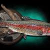 21" Rainbow Trout (hen) Mount