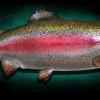 26" Rainbow Trout Mount