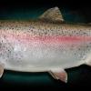 21" Rainbow Trout (hen) mount