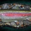 17" Rainbow Trout ( Hen) replica
