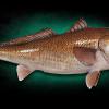 Mounted 37" Redfish