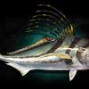 60" Roosterfish fish replicas
