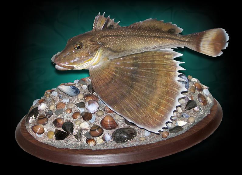 taxiderm sea robin fish replica