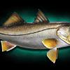 33" Snook fish taxidermy