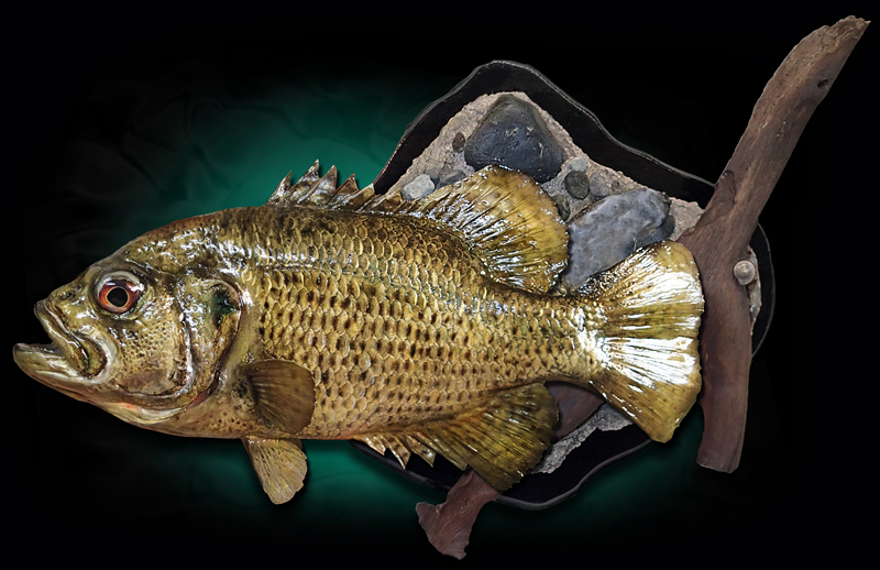Taxidermy Rock Bass