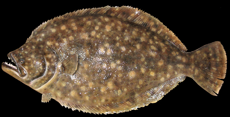 Flounder replicas